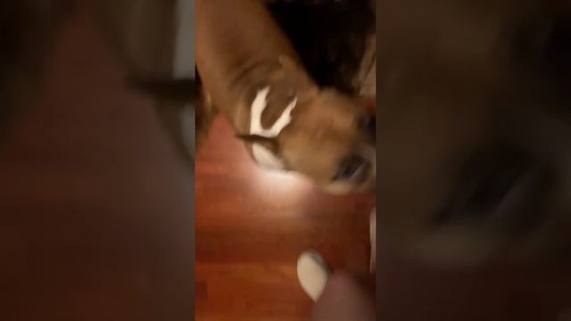 ЗЕНА И МЕДВЕЖЬЕ УХО. Инга Хосроева ВЕДЬМИНА ИЗБА