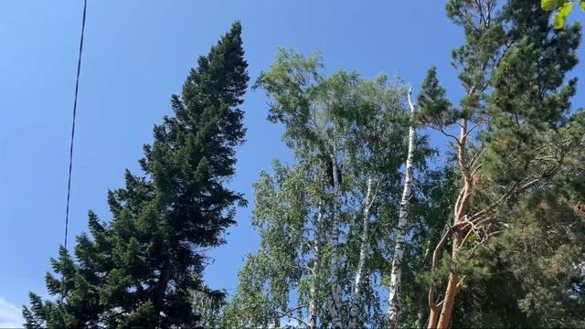 Спил деревьев в Новосибирске, +79646464294 Дмитрий