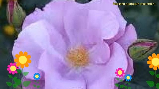 Роза флорибунда Блуберри Хилл. Краткий обзор, описани?