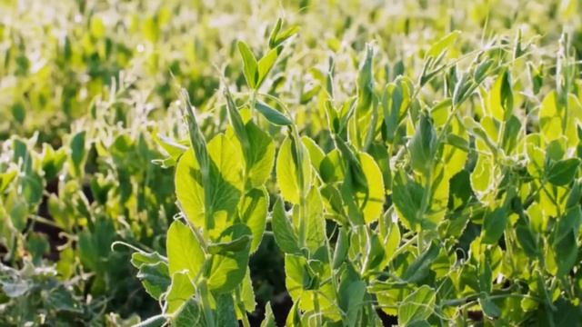 Сидераты После Картошки: мой Урожай Вырос в 2,5 раза