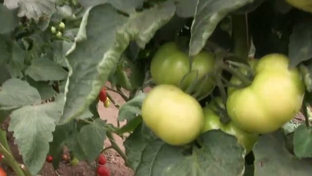 Берил F1 (Beril F1) индетерминантный томат (Rijk Zwaan)