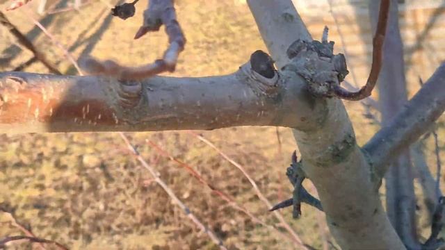 Обрізка яблуні сорту Чемпіон. 7 років.