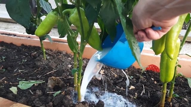 ПЕРЕЦ ОБОЖАЕТ ЭТУ БЕЛУЮ ПОДКОРМКУ В АВГУСТЕ!! Важная п?