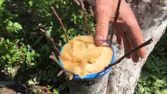 Как привить черенки яблони. Часть 2