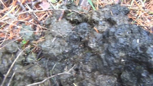 МЕДВЕДЬ - ПРИЗНАК присутствия МЕДВЕДЯ - и точно МЕДВЕД?