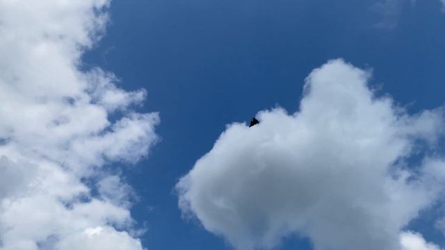 Молодой жук