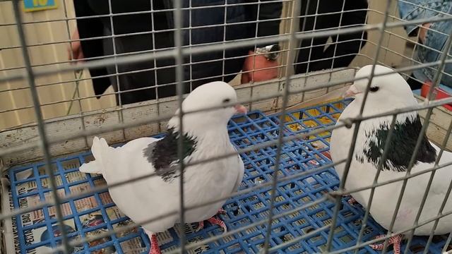 17.05.2025г Голубиный Рай Садовод ч.1