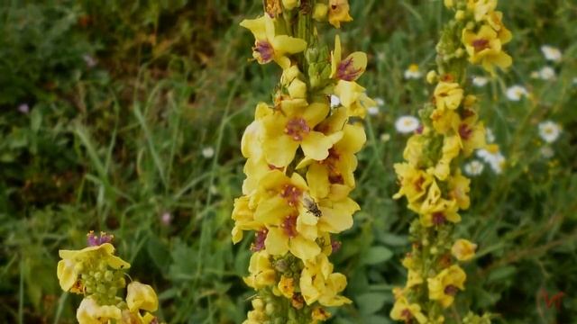 «Царский скипетр» – декоративный коровяк (Verbascum)