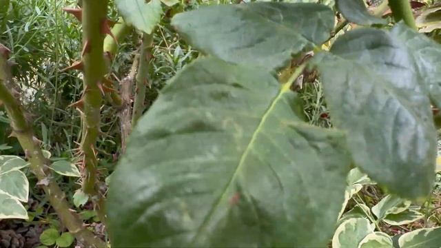 A582562cecf89179e92cafc3c6c6ec0f