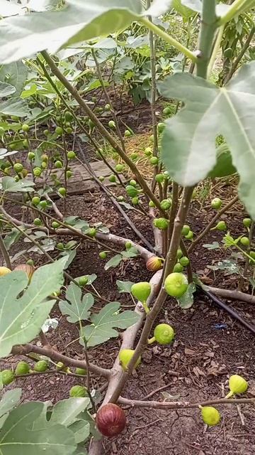 09.09.25 Инжир ИЗ Апшеронска Браун Турке.mp4