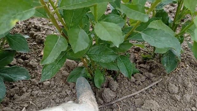 Размножение клонового подвоя Бест