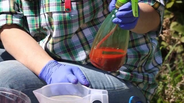 Как вырастить Павлиний гладиолус