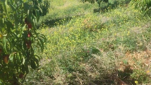 Персик Шугар Тайм на аличі