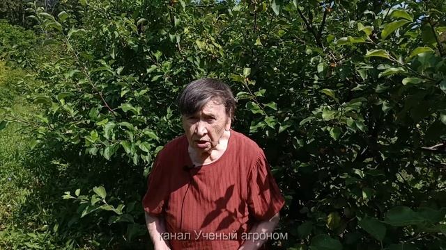 Яблоня.  Трещины и пятна на яблоках   показатель того, ч