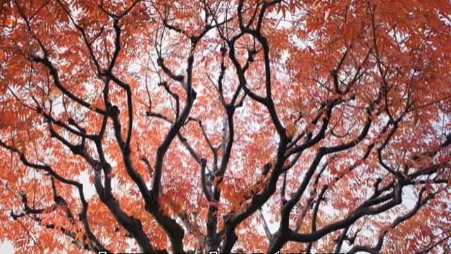 97d3cd688f2dc3243bde96ce7d33d549