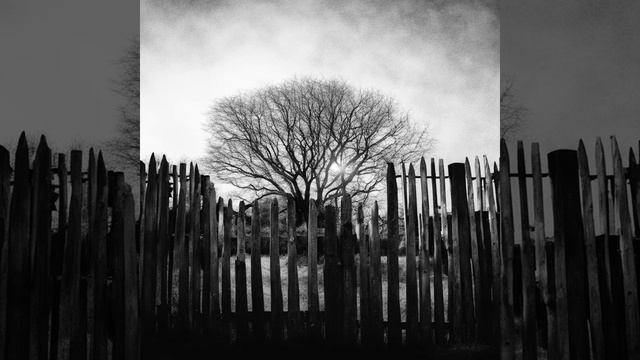 Кофр Иуды - Дерево в оградке (2007)