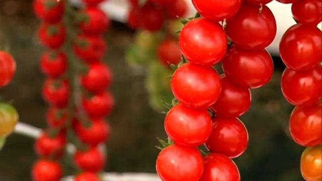 2acd901e317c55f98eb56a40d6777390