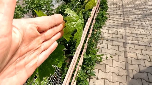 Уход за виноградом дома - нормировка и подвязка побего