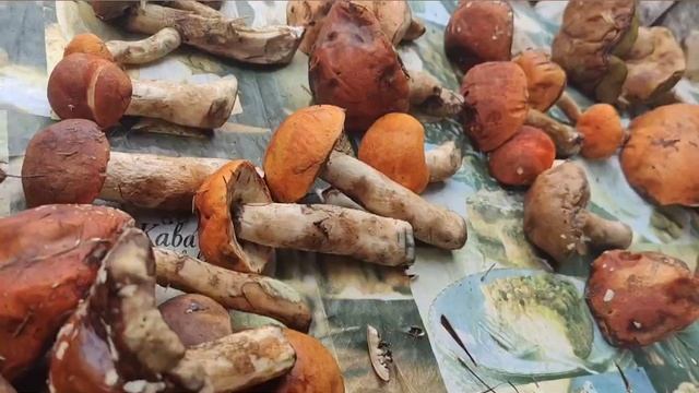 Грибы после дождей 🤔растут быстро...