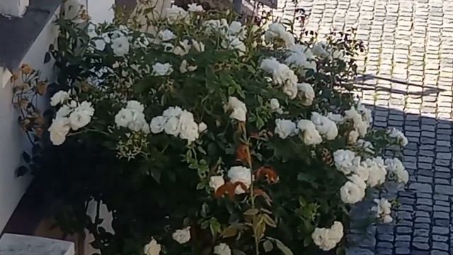 Ein Busch Weißer Rosen Unter Meinem Fenster. (Куст белых роз под моим окно?