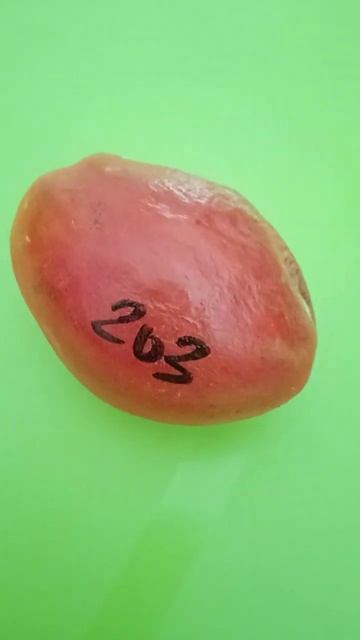 ВСЕ ДАЧНИКИ СБИЛИ НОГИ В ПОИСКЕ ЭТОГО СОРТА! Самый вку?