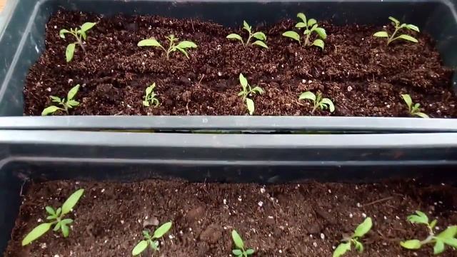 Обзор рассады ТОМАТОВ на 13 Марта. С пикировкой или без