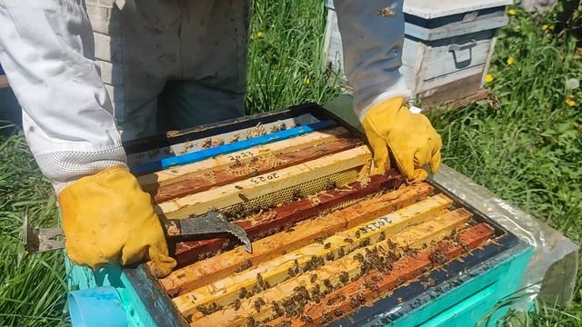 Карника Тройзек на Пешец весной!