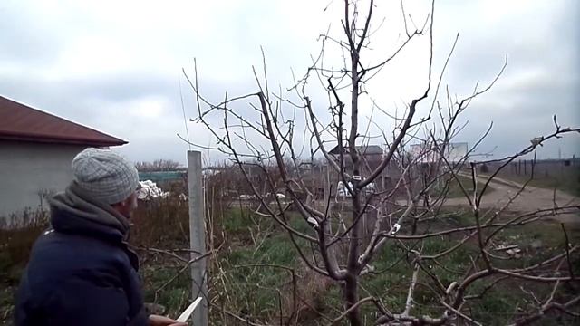 Обрезаем свою многосортовую яблоню. Часть 3