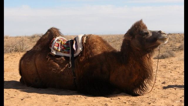 туйе багу ушин кенестер 2024