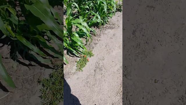 Как у нас всё растёт — и капуста, и цветы, и котята! 🌱?