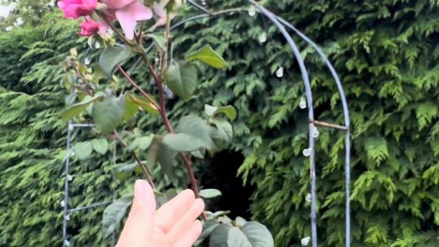 Вторая волна: цветут розы от Остина, Тантау, Кордес, Ба?