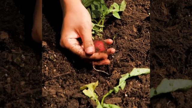 Как сделать теплицу своими руками: невероятные советы