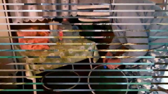 Термическая обработка от клеща. 27 октября 2019 г.