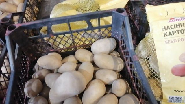 Елітна картопля першої репродукції Арізона та Гранад?