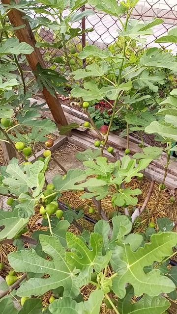 09.09.25 Инжир Орловский Браун Турке.mp4