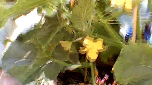 Огурцы в бочке