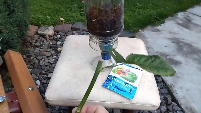 Сама в шоке!!! Впервые за 20 лет удалось укоренить чайно-