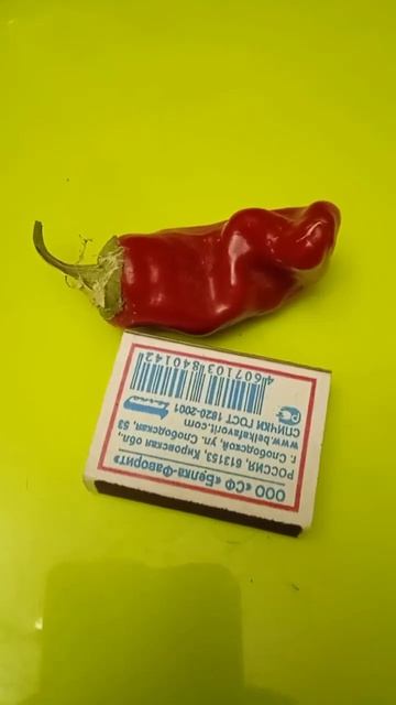 Самый лучший сорт перца в мире 2024 г.!Высокоурожайный,в?