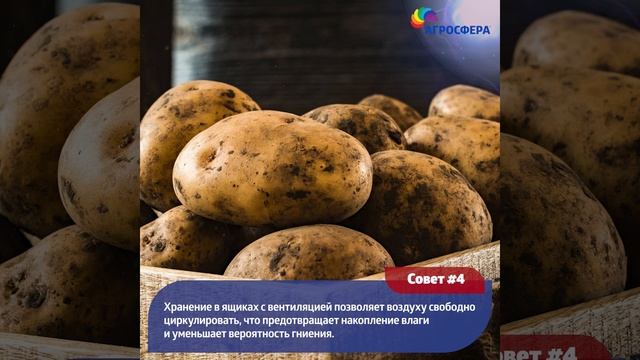 Осенний сбор урожая, советы для дачи и сада / агросфера