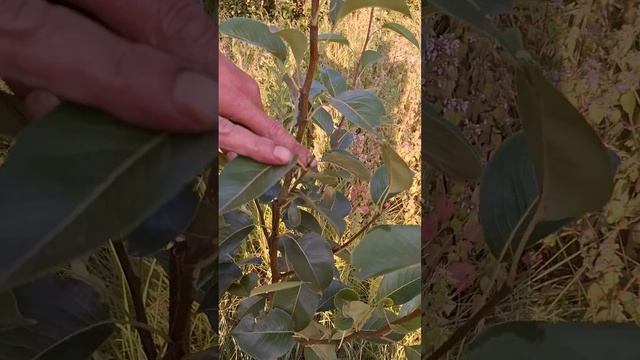 2 часть ,РЕШЕНИЕ,черешня, (июньское прищипывние)двух ле