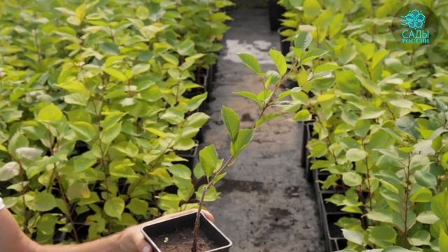 A175c7e5f851536f93a480c545fc1c42