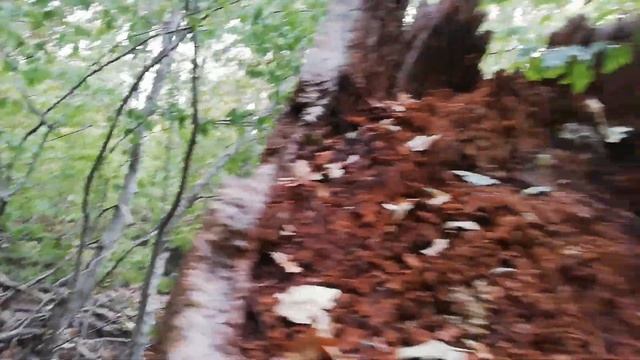 Почему дерево гниёт изнутри, вопрос