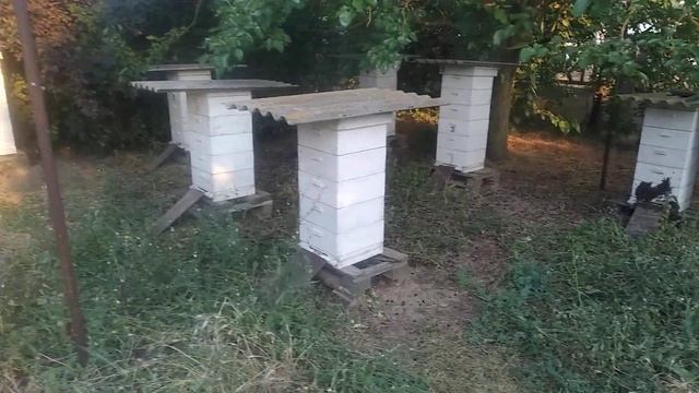 Пасека хорошо отработала на главном взятке.Просадка с