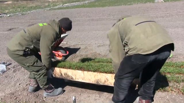 Пересадка кедров из ящиков на грядки 25 апреля 2020 года