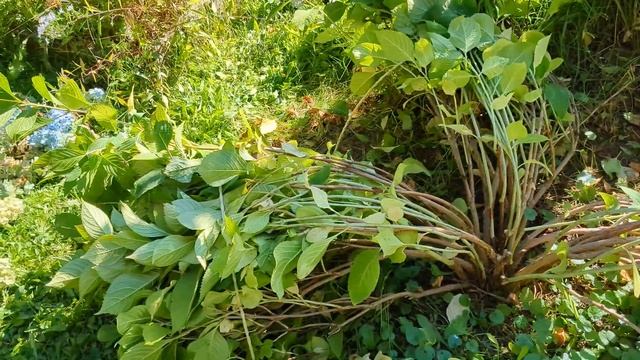 Подготовка к зиме. Крупнолистная не ремонтантная горт