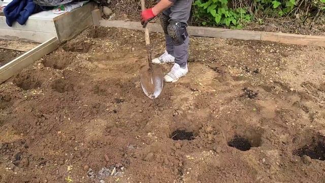 Осваиваем целину на своём ОГОРОДЕ. Сажаем картошку, ку