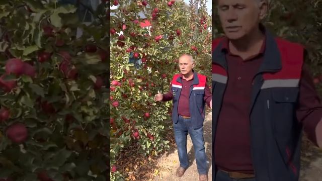 СортРоузи Глов схема посадки 3м*50 см  5 год 100 тон с га. О?