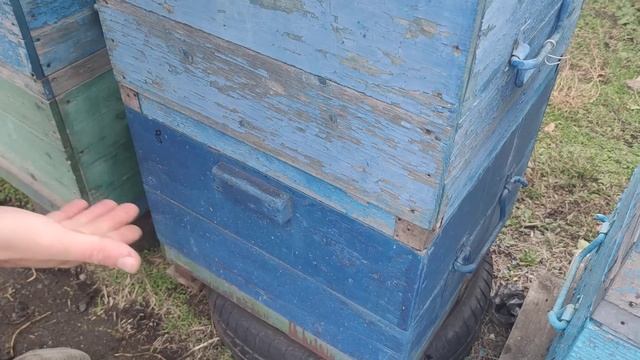 Тёплый старт ЗИМОВКИ ПЧЁЛ ВЛЕЧЁТ ЗА СОБОЙ ПРОБЛЕМЫ В С