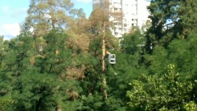 Облагораживание двора, спил деревьев Киев