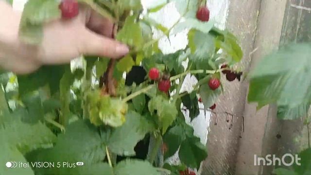 малина ремонтантная цветет и плодоносит круглый год